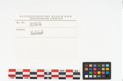 Foto von Eberzahn (NHMW-PRAE-003433d)